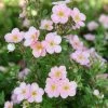 Potentille Arbustive - Potentilla Fruticosa Pink Beauty -Promesse de fleurs Boutique Potentilla fruticosa Pink Beauty 1008131 1