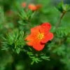 Potentille Arbustive - Potentilla Fruticosa Red Joker 2 Potentille Arbustive - Potentilla Fruticosa Red Joker -Promesse de fleurs Boutique Potentilla fruticosa Red Joker copyright 100814 1