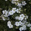 Potentilla Fruticosa White Lady - Potentille Arbustive -Promesse de fleurs Boutique Potentilla fruticosa White Lady 84215 1