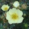 Potentilla Fruticosa Primrose Beauty - Potentille Arbustive -Promesse de fleurs Boutique Potentille Fruticosa Primrose Beauty 7591 1