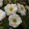 Potentilla Fruticosa Creme Brulée- Potentille Arbustive -Promesse de fleurs Boutique Potentille arbustive Creme brulee 82553 1