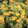Potentilla Fruticosa Mango Tango- Potentille Arbustive -Promesse de fleurs Boutique Potentille arbustive Mango Tango 781786 1 2