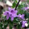 Prostanthera Rotundifolia - Menthe Australienne -Promesse de fleurs Boutique Prostanthera rotundifolia 83441 1