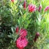 Protea Clark's Red - Protée Hybride -Promesse de fleurs Boutique Protea Clark s Red 81584 1 2