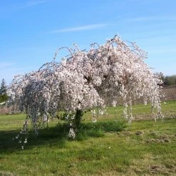Cerisier à Fleurs - Prunus Snow Fountains