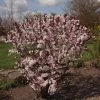 Prunus Cistena - Prunier Des Sables -Promesse de fleurs Boutique Prunus cistena 84219 1