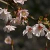Cerisier à Fleurs Du Japon Nain - Prunus Incisa Mikinori -Promesse de fleurs Boutique Prunus incisa Mikinori 84220 1