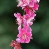Prunus Mume Beni Chidori - Abricotier Du Japon -Promesse de fleurs Boutique Prunus mume Beni Chidori 87644 1