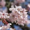 Cerisier à Fleurs De Sargent - Prunus Sargentii -Promesse de fleurs Boutique Prunus sargentii 87319 1