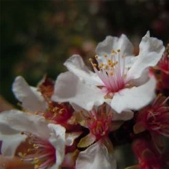 Ragouminier - Prunus Tomentosa