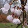 Cerisier à Fleurs Pleureur - Prunus Yedoensis Shidare Yoshino -Promesse de fleurs Boutique Prunus yedoensis Shidare Yoshino 84239 1