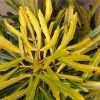 Pseudopanax Lessonii Goldfinger -Promesse de fleurs Boutique Pseudopanax lessonii Goldfinger 86066 1