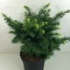 Sapin De Douglas - Pseudotsuga Menziesii Fletcheri