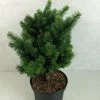 Sapin De Douglas - Pseudotsuga Menziesii Pannenhoef 2 Sapin De Douglas - Pseudotsuga Menziesii Pannenhoef -Promesse de fleurs Boutique Pseudotsuga menziesii Pannenhoef 761002 1