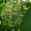 Ptelea Trifoliata - Orme De Samarie -Promesse de fleurs Boutique Ptelea trifoliata 85544 1