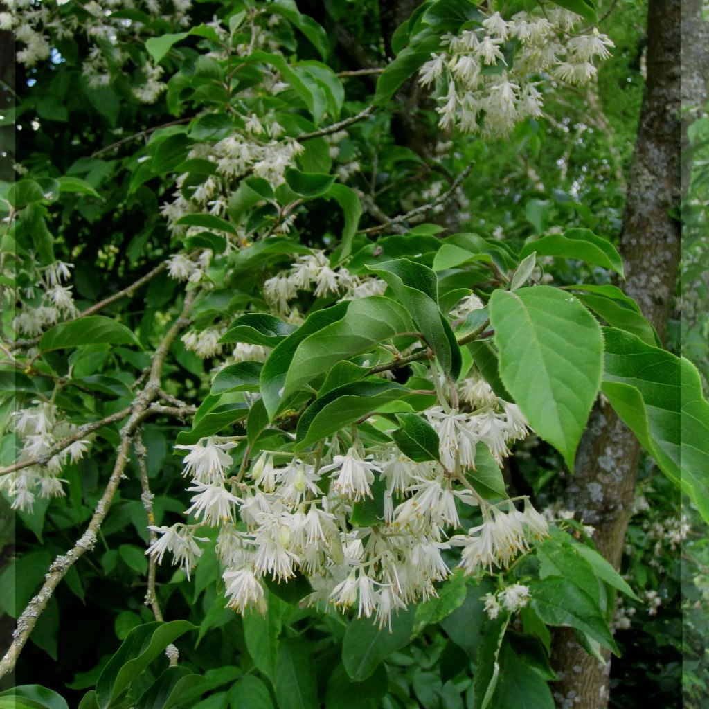 Pterostyrax Corymbosa 3 Pterostyrax Corymbosa