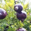 Grenadier à Fruits - Punica Granatum Black Fruit -Promesse de fleurs Boutique Punica granatum Black 15210 1