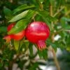 Grenadier à Fruits - Punica Granatum Wonderful -Promesse de fleurs Boutique Punica granatum Wonderful 15213 1 1