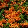 Pyracantha Orange Glow - Buisson Ardent -Promesse de fleurs Boutique Pyracantha Orange Glow 781796 1