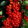 Pyracantha SAPHYR Rouge - Buisson Ardent -Promesse de fleurs Boutique Pyracantha SAPHYR Rouge 84242 1
