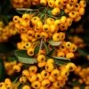 Pyracantha Coccinea Saphyr Jaune - Buisson Ardent 1 Pyracantha Coccinea Saphyr Jaune - Buisson Ardent -Promesse de fleurs Boutique Pyracantha coccinea Saphyr Jaune 1001782 1