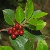 Rhamnus Alaternus - Alaterne -Promesse de fleurs Boutique Rhamnus alaternus 87333 1