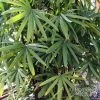 Rhapis Excelsa - Palmier Bambou -Promesse de fleurs Boutique Rhapis excelsa 89942 1