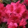 Rhododendron Anna Rose Whitney - Grand Rhododendron -Promesse de fleurs Boutique Rhododendron Anna Rose Whitney 84280 1