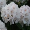 Rhododendron Boddaertianum - Grand Rhododendron