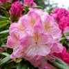 Rhododendron Inkarho Brigitte -Promesse de fleurs Boutique Rhododendron Inkarho Brigitte 84261 1
