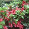 Azalée Du Japon Johanna - Rhododendron Hybride 2 Azalée Du Japon Johanna - Rhododendron Hybride -Promesse de fleurs Boutique Rhododendron Johanna 781701 1