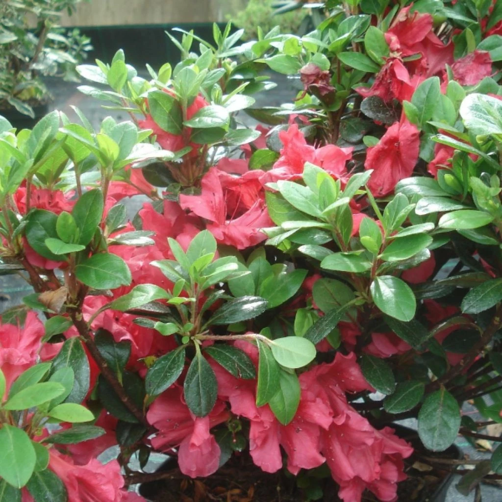 Azalée Du Japon Johanna - Rhododendron Hybride 3 Azalée Du Japon Johanna - Rhododendron Hybride