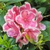 Rhododendron Hybride Janet Ward 1 Rhododendron Hybride Janet Ward -Promesse de fleurs Boutique Rhododendron hybride Janet Ward 15355 1