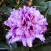 Rhododendron Hybride Kabarett -Promesse de fleurs Boutique Rhododendron hybride Kabarett 85064 1