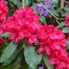 Rhododendron Hybride Lord Roberts -Promesse de fleurs Boutique Rhododendron hybride Lord Roberts 89064 1