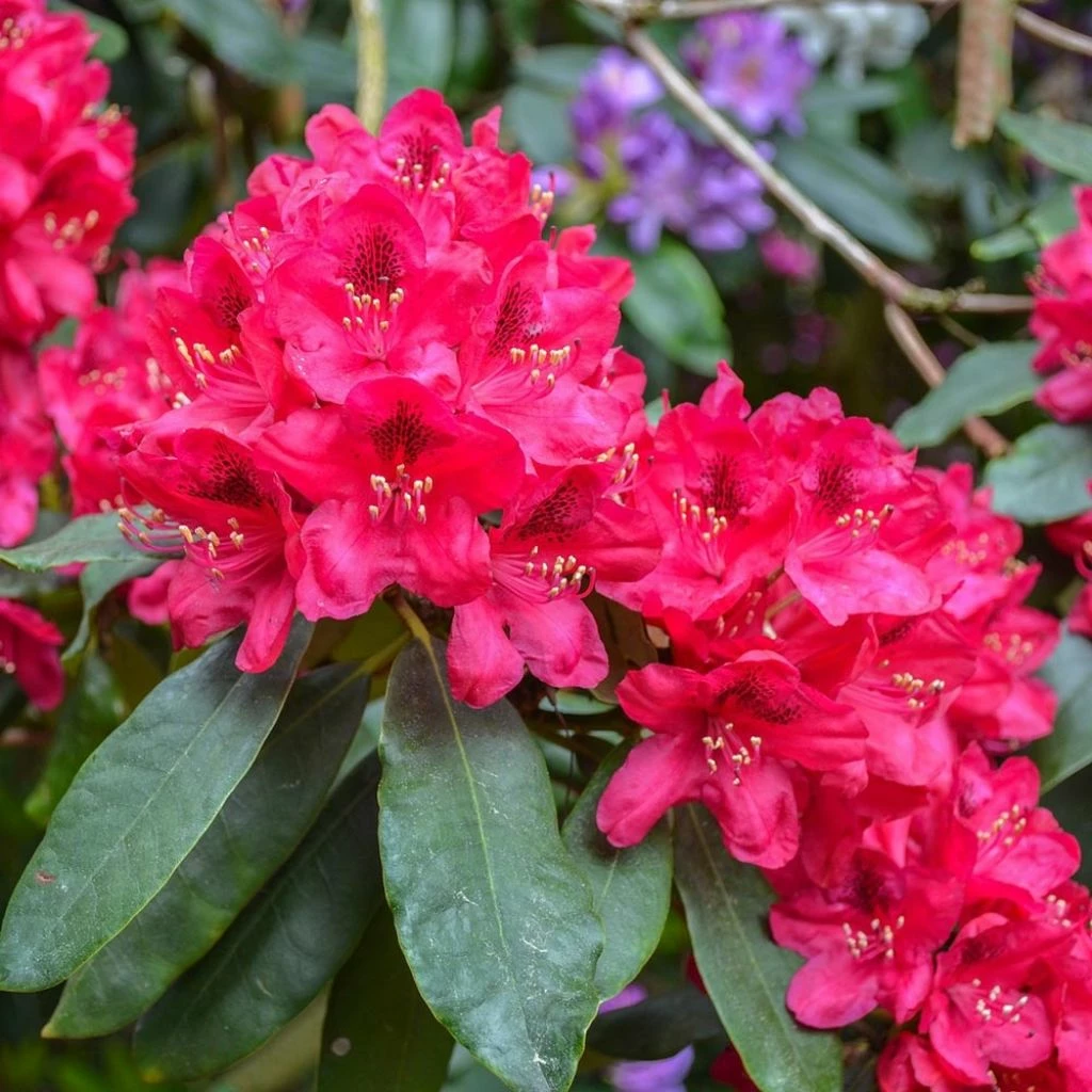Rhododendron Hybride Lord Roberts 3 Rhododendron Hybride Lord Roberts