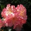 Rhododendron Hybride Naselle 1 Rhododendron Hybride Naselle -Promesse de fleurs Boutique Rhododendron hybride Naselle 15356 1