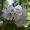 Rhododendron Rex - Grand Rhododendron -Promesse de fleurs Boutique Rhododendron rex 85234 1