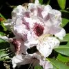 Rhododendron Sappho -Promesse de fleurs Boutique Rhododendron Sappho LD Flickr V.Martirosyan 1001942 2