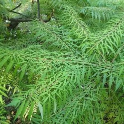 Sumac De Virginie - Rhus Typhina Dissecta