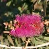 Callistemon Violaceus - Rince-bouteille -Promesse de fleurs Boutique Rince bouteilles Callistemon Violaceus copyright 1004221 1
