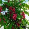 Robinia Pseudoacacia Casque Rouge - Robinier Faux Acacia -Promesse de fleurs Boutique Robinia Casque Rouge 84289 1