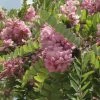 Robinia Hispida Rosea - Acacia Rose. 2 Robinia Hispida Rosea - Acacia Rose. -Promesse de fleurs Boutique Robinia hispida Rosea 84290 1