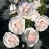 Rosier Couvre-sol Aspirin Rose -Promesse de fleurs Boutique Rosa Aspirin Rose en racines nues 85508 2