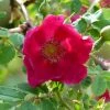Rosier Botanique - Rosa Moyesii Geranium -Promesse de fleurs Boutique Rosa moyesii Geranium 82298 2