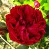 Rosier Grimpant Red Eden Rose -Promesse de fleurs Boutique Rosier Grimpant a grandes fleurs Red Eden Rose EricTabarly 71279 1