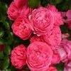 Rosier Patio Rose Moin Moin -Promesse de fleurs Boutique Rosier PATIO ROSE Moin Moin 888980 1