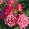 Rosier Patio Rose Xenia 2 Rosier Patio Rose Xenia -Promesse de fleurs Boutique Rosier Patio Rose Xenia 16436 1