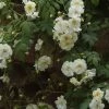 Rosier Liane Sander's White Rambler -Promesse de fleurs Boutique Rosier Sander s White Rambler 57074 1