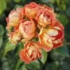 Rosier Bees Paradise Mango 1 Rosier Bees Paradise Mango -Promesse de fleurs Boutique Rosier a fleurs groupees Bienenweide Mango IF 17976 1